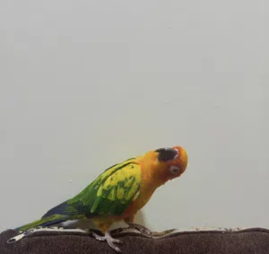 للبيع صن كنيور متعلم