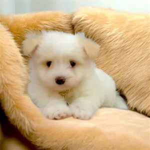 Male & Female Puppies for Sale, 45 Days Old  ولد وبنت 45 يوم للبيع