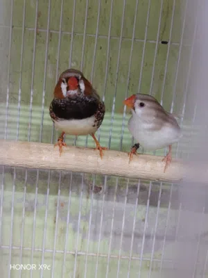 زوج زيبرا فنش مكس منتجات