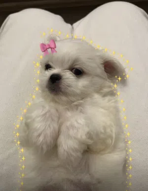 For sale: Maltese puppy 2 months old price 50،000 BHD.