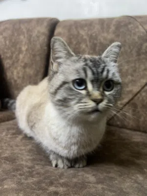 قطة سكوتش ستريت للبيع