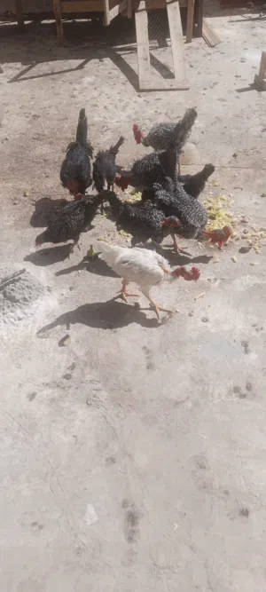 جاج ابو رقيبه خمس ذكور واربع اناثي ثنين بلدي وثنين ابو رقيبه