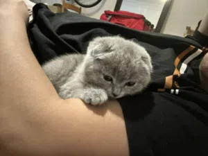 scottish fold blue urgent final exit 1 only