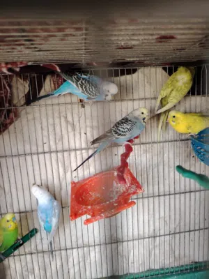 طيور جواز هوغو رومو وردات فل