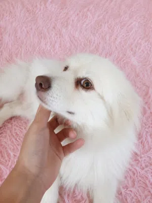 كلب بومرينين (Pomeranian) بيور سوبر دبدوب للبيع