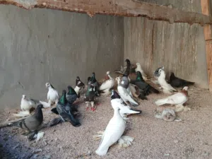 حظيرة حمام هزاز