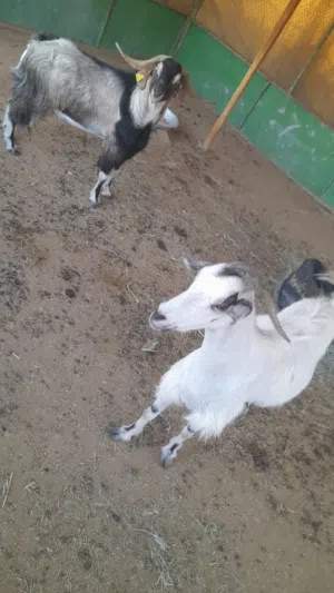للبيع تيس وصخله حوو بيور