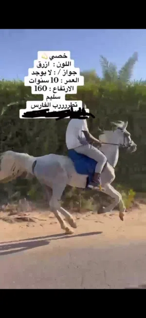 للبيع خيل عربي خصي العمر10سنوات