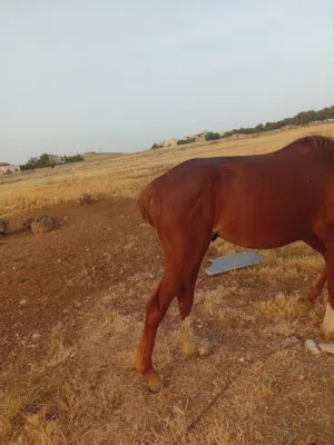 حصان حراث للبيع
