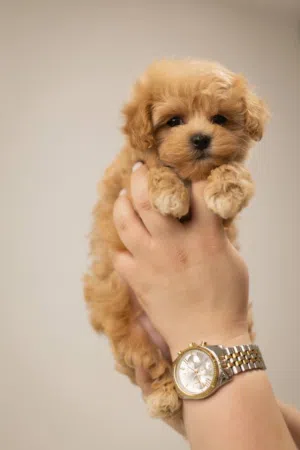Amazing male and female potty trained puppies for sale