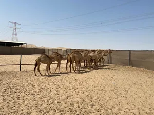 Camels2