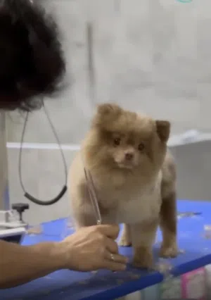 ذكر بوميرين للبيع