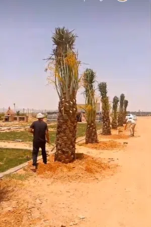 تركيب شبوك / بنا الحجر/ زراعة النخيل