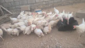 دجاج تونسي للبيع