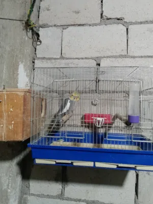 جوز كوكتيل البيع