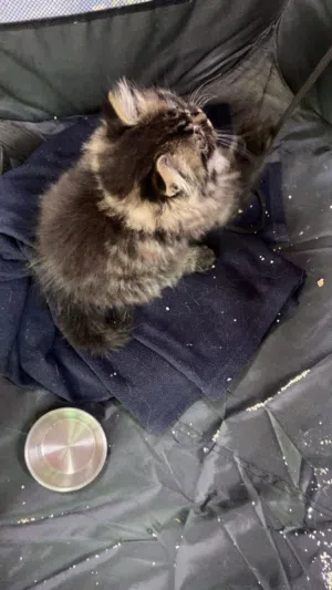 قطة شيرازي للبيع