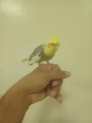 للبيع  كوكتيل  الايف