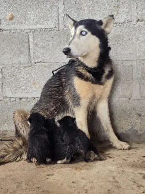 للبيع جراوه هاسكي بيور