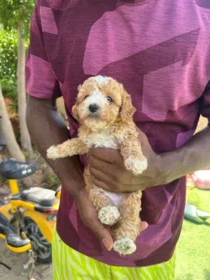 Toy poodle