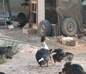 فراخ بط بلدي