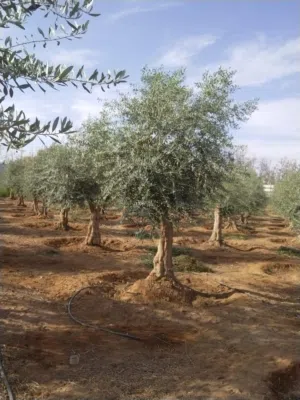 اشجار زيتون مفرع ومعمر مقصوص زينه جميع الاحجام