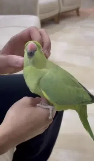 مطلوب نثيه