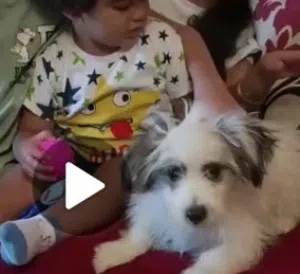 جرو ذكر وأنثى هافينيز  بمدينة بدر
