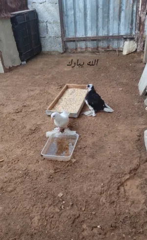 قافيه هزه الشقلاب للبيع او تبديلها كوبيا باكستانيه