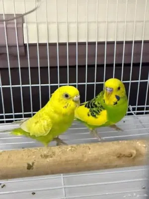بادجي للبيع