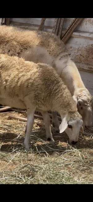 كبش قبرصي سمين فول