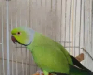 ببغاءللبيع