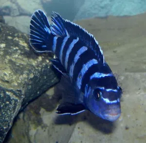 aquarium fish molly tiger warb gaurami white convict cichlid