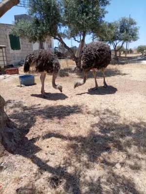 نعامه ذكر وانثى للبيع