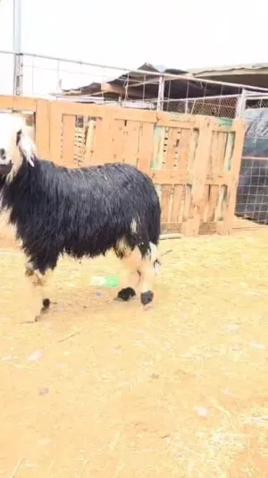 للبيع كبش نجدي مخصاي ماشاء الله  تبارك الله حلال طيب