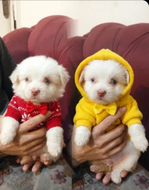 جراوي بومرينيان لعشاق التميز واللطافة!