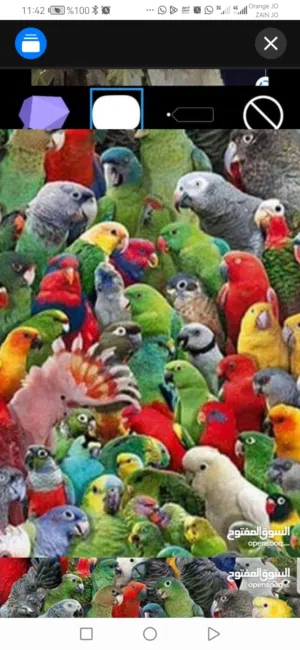 نشتري جميع انواع الببغاء الكاسكو ومكاو وكوكات والامزون  لا تغلب