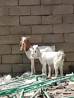 ماهر اصخول اضروبت افغاني نثايه عمرهن واحده شهرين واحده  تلاثت اشهر المكان البصره الزبير