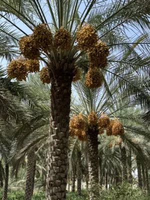 نخل مبسلي للبيع انتاج طيب ما شاء الله