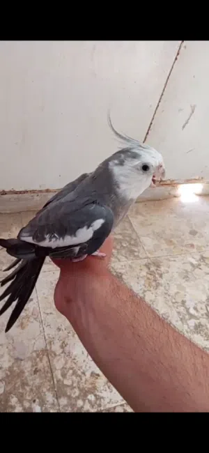 عصفور ككتيل وايت فيس جاهز (ابو أفراخ). العصفور نص اليف.