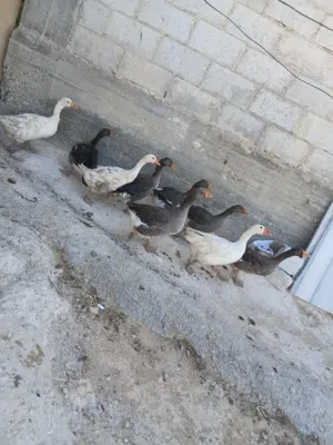 كوم وز تسع حبات