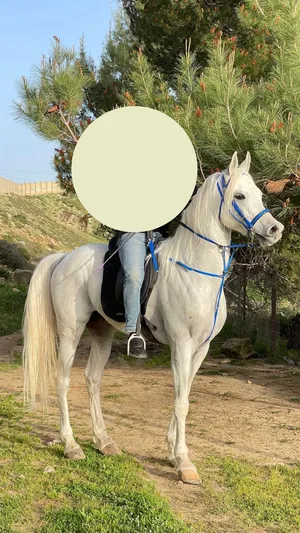 ‏خيل‏0