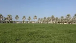 للبيع مزرعه قائمه في بركاء السقسوق جنوب - ماء عذب بمساحة 40 ألف متر المزرعه بها نخيل وحشائش وأشجار