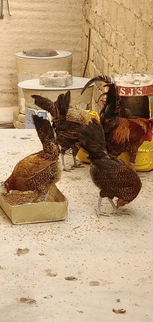ثنتين دجاج بياضات  النوع/فيومي ذهبي