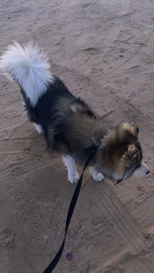 كلب هاسكي سيبيري