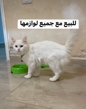 ‏أخرى‏4