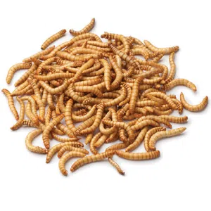 only 5 days offer, live Mealworms  – High Quality Feed for reptiles and fish and turtle and chicken