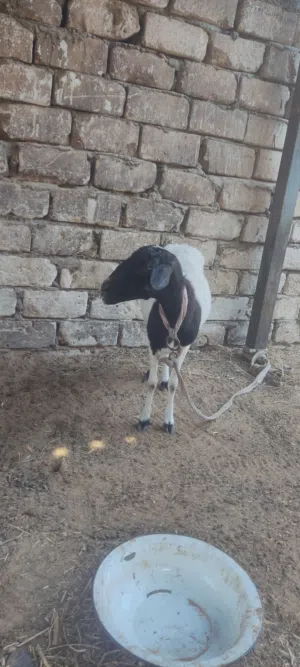 نعجة للبيع