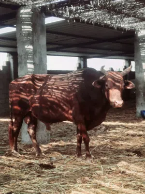 ثور عماني للبيع