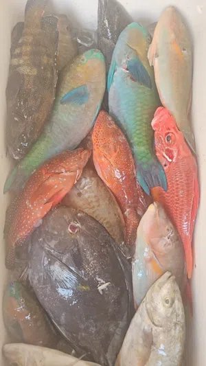 Others - Food - Supplements2