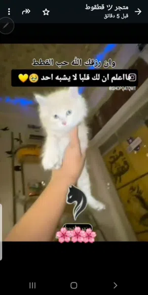 شِيَرَازُيَ مٌكِسِ